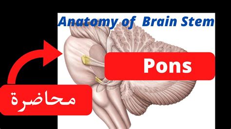 pons shape onlyfans 773