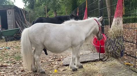 pony fucks woman