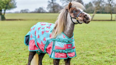 pony horse rugs