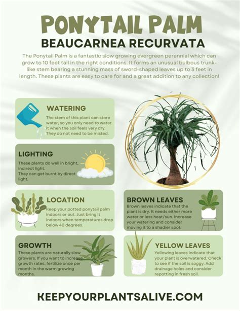Guide to Basic Care of Houseplants Gardener’s Path