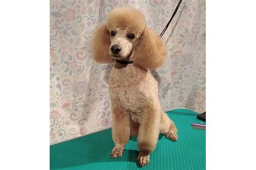 poodle hair cut