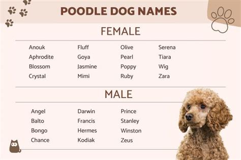 Poodle Name Ideas