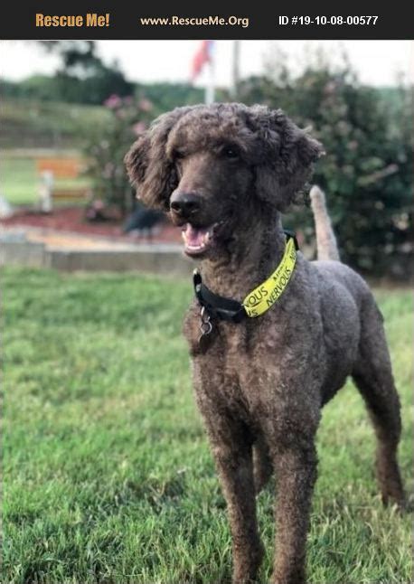 poodle rescue sc
