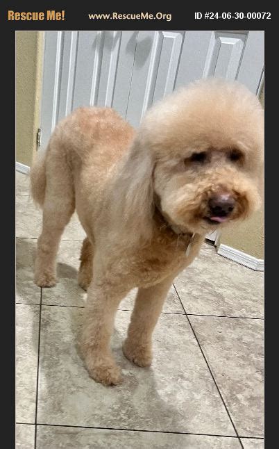 poodle rescue tucson