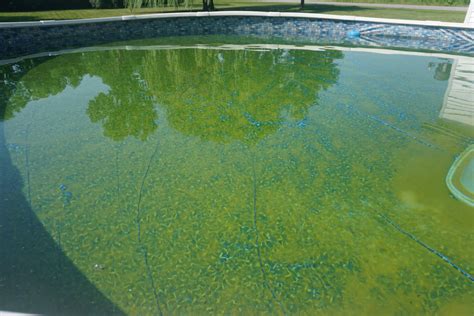 Pool Cover Algae Growth