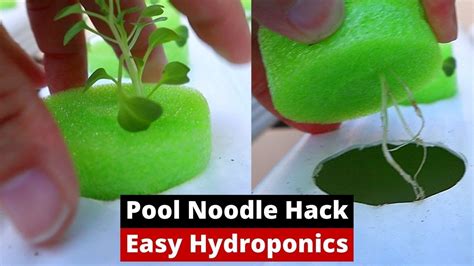 Pool Noodle Hydroponics
