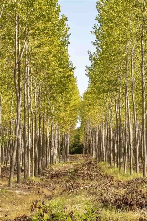 poplar farming