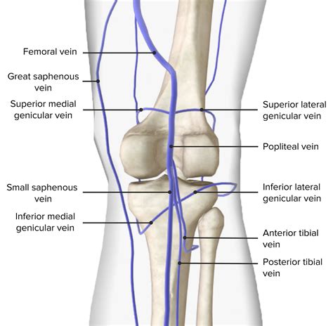 popliteal region of the knee