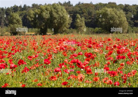 poppies fields of flanders