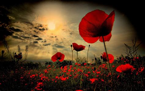 poppies on remembrance day