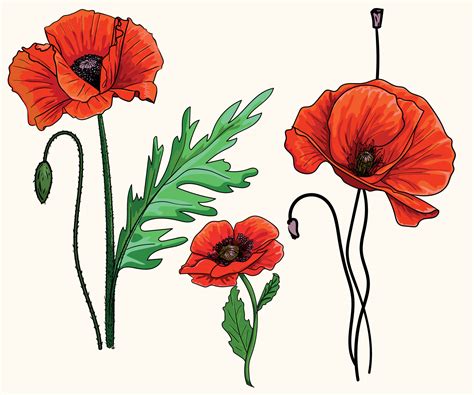Poppy Flower Drawing Vector