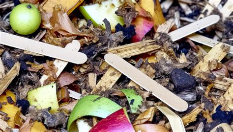 Popsicle Sticks In Compost