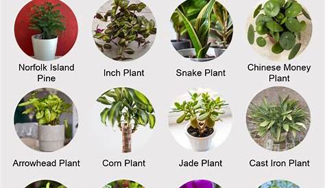 Indoor House Plants Pictures And Names