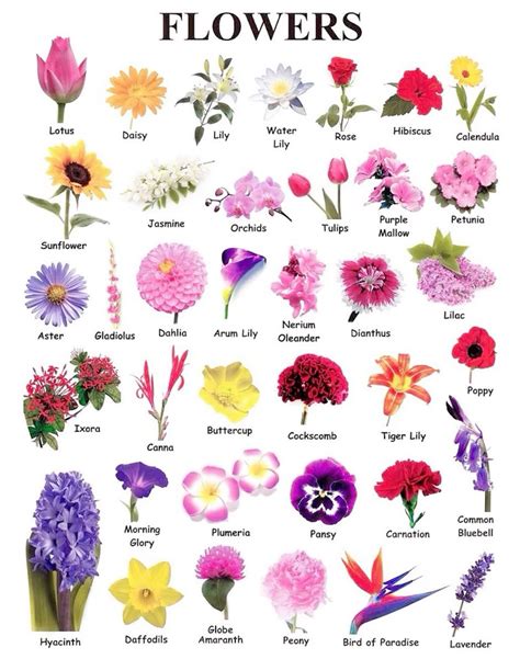 Popular Flower List