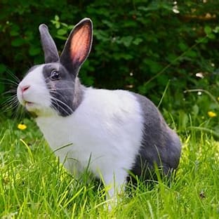 populasi kelinci