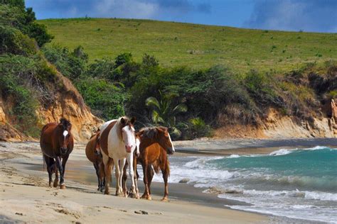 How to Help the Dwindling Wild Horse Population of Vieques, Puerto Rico