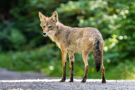 population of coyotes in canada
