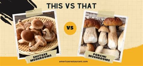 Porcini Mushrooms Difference