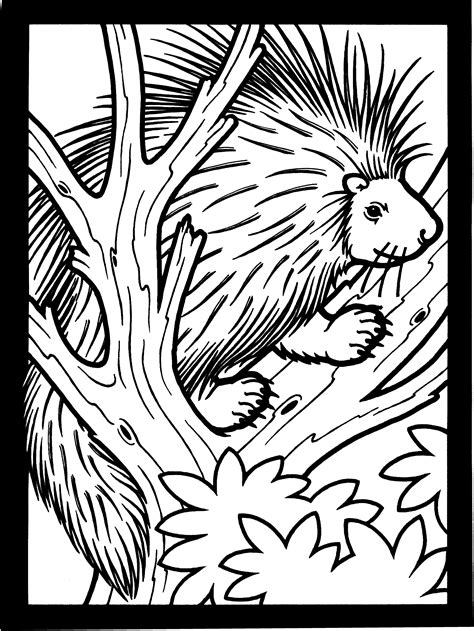 Porcupine Coloring Pages Best Coloring Pages For Kids