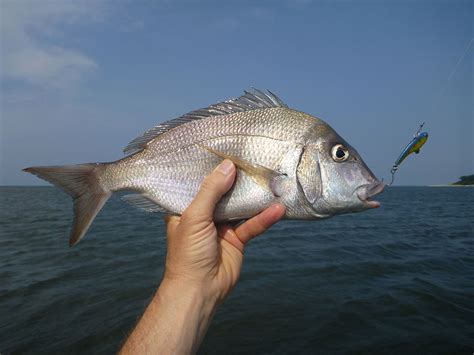 porgy 