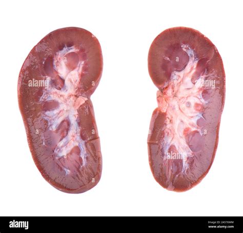 Pork Kidney Disease