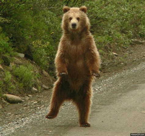 porn bear dancing
