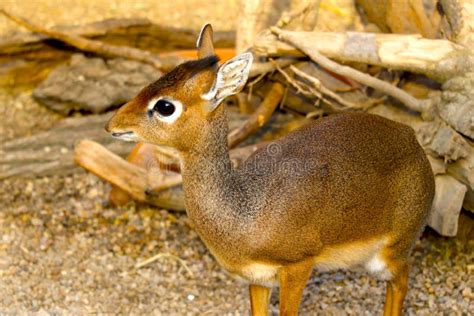 porn small dik
