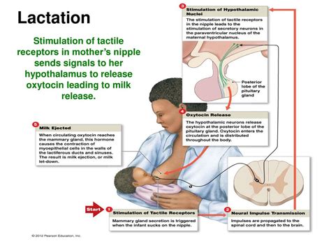pornography lactation
