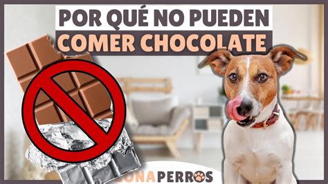 Descubre por qué tu perro no debe comer chocolate