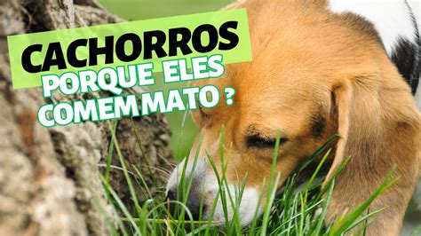 porque os cachorros comem mato