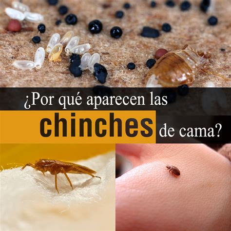 porque se dan las chinches