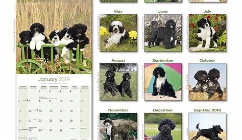 Portuguese Water Dog Calendar 2024