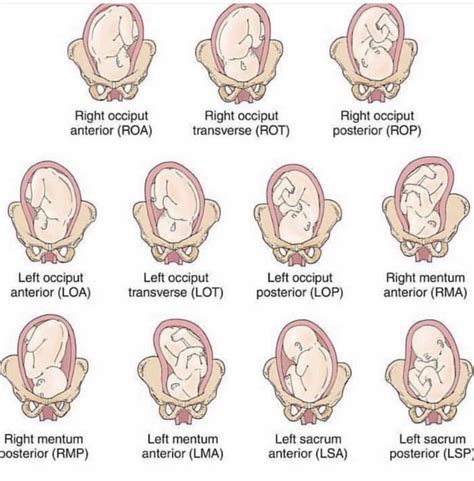 position foetus
