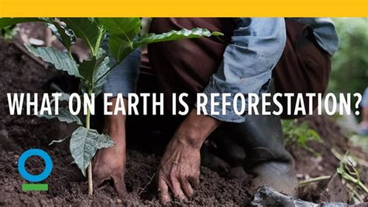 Unleash the Power of Reforestation: Discover its Profound Effects on Our Planet