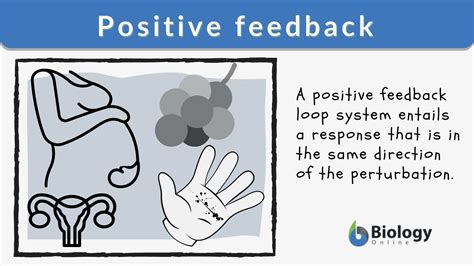 Positive Feedback Examples In Science