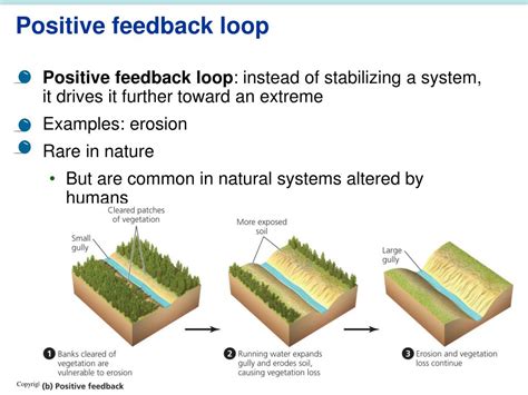 Positive Feedback Loop Example Environmental