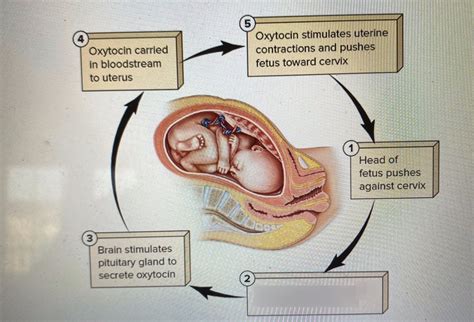 Positive Feedback Loop Examples Childbirth