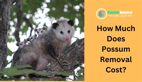 Possum Cost
