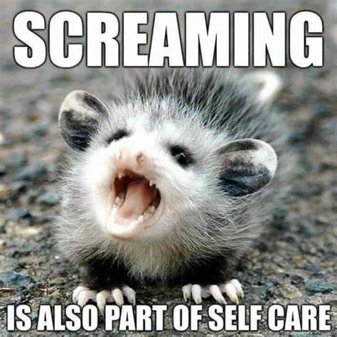 😂 Screaming! Opossum, Opossum memes, Funny pictures