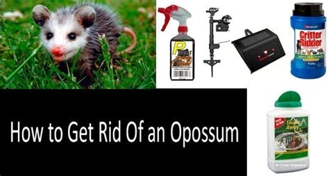 possum repellents that work