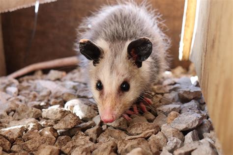 possums facts how to get rid of them