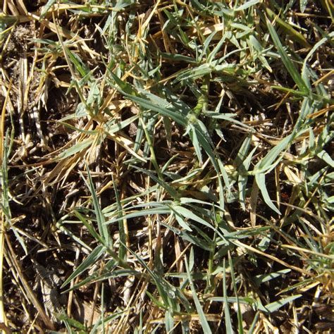 Post Emergent Crabgrass