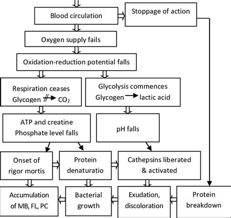 News Post Mortem Changes In Fish