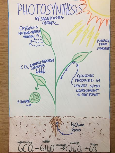 poster photosynthesis