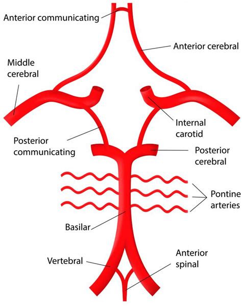posterior cerebral artery anatomy