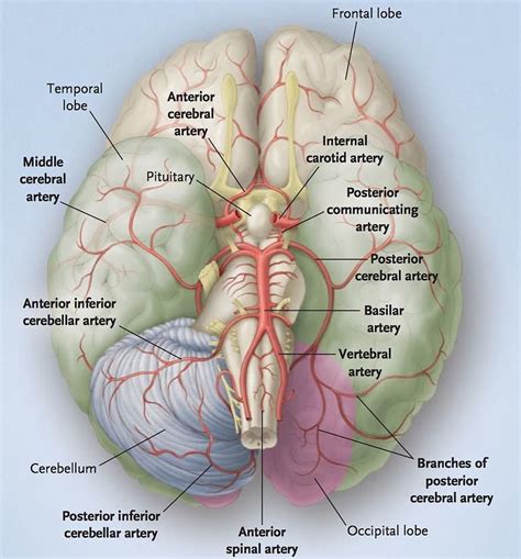posterior cerebral artery supplies blood to