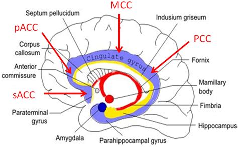 posterior cingulate