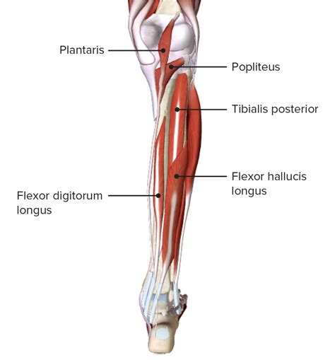 Posterior Compartment Muscles