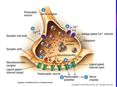 Postsynaptic Neuron Cell Body Function