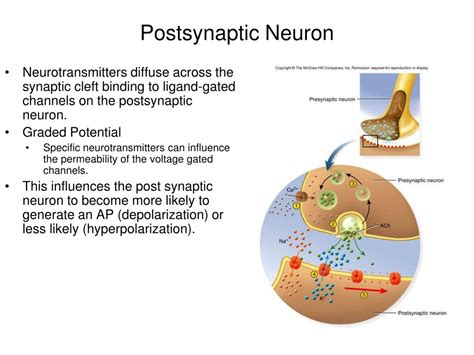 Postsynaptic Neuron Description